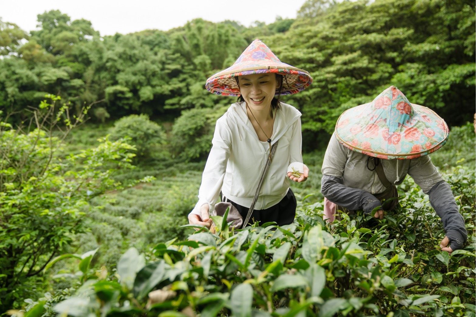茶園採茶